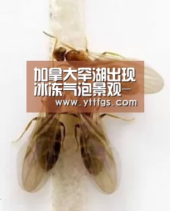 milan米兰app官网